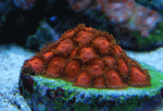 Tripple-reds-swap010.gif