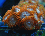 Orange-Zoas-Swap-10.gif