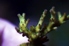 DSC_0110.JPG