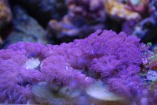 red sea pulsing xenia.jpg