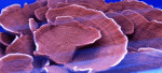 Orange-Cap.gif