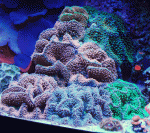 Rics-Garden-22.gif