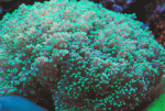 Frogspawn-23.gif