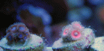 Tub's-Blue-&-Devil's-Armor.gif