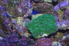 acan flash.jpg acan flash.jpg