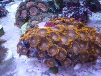 Bam Bam Orange Zoanthids.jpg