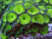 Nuclear Green Paly.jpg