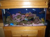 reef tank.jpg