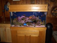 reeftank1.jpg