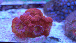 Rainbow-Acan-21.gif