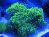corals 024.JPG