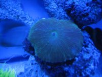 corals 025.JPG
