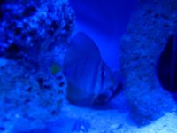 corals 032.jpg