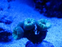 corals 029.jpg