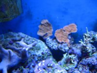 corals 028.jpg