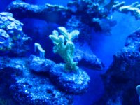 corals 034.jpg