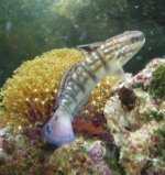 dragon goby.jpg