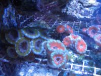 acan4.jpg