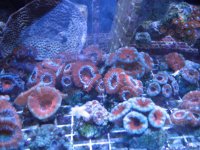 acan3.jpg