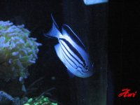 Lamarck angelfish.jpg