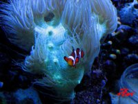 Ocellaris clownfish.jpg