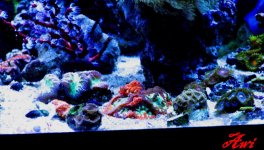 Blastos, red gorgi, zoas.jpg