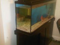 fish tank 2.jpg