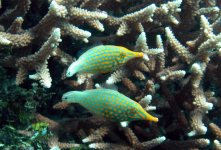 OxymonacanthusJan14-4.jpg