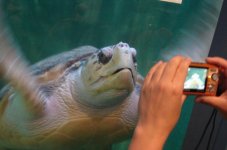 Turtle.jpg