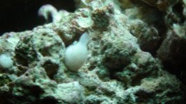 fish 002.jpg