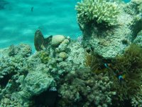 corals, reef, fishes.JPG