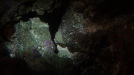 fish 2 004.jpg