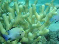 pretty damsels host in coral.JPG