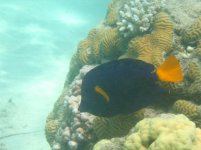 purple tang.JPG