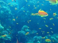 red sea anthias.JPG