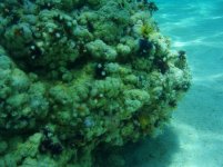 red sea christmas tree worms.JPG