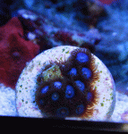Tub's-Blue.gif