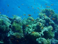 red sea coral diversity and fish.JPG