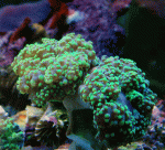 Two-Heads-Frogspawn.gif