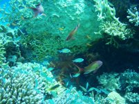 red sea fantastic fishes.JPG