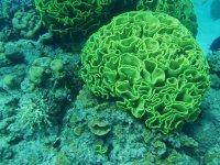 red sea lettuce coral.JPG