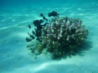 red sea pink coral and damsels.JPG