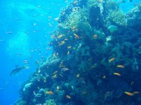 red sea wall of reef and anthias.JPG