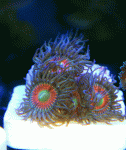 Radium-1423.gif