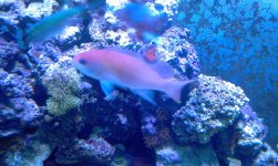 female anthias.jpg
