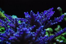 DSC_0595.jpg