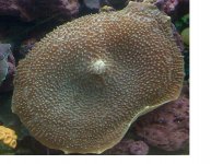 giant cup coral.jpg