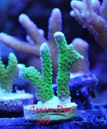 Green-Digiswap.jpg