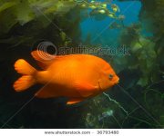 stock-photo-garibaldi-in-kelp-forest-off-of-southern-california-coast-36793480.jpg