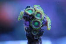 DSC_0612.jpg